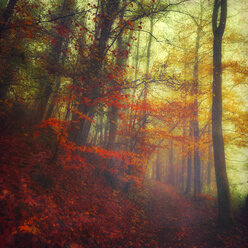 Autumn forest on a misty day - DWI000157