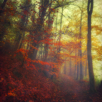 Herbstwald an einem nebligen Tag - DWI000157