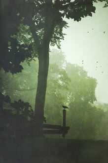 Krähe auf einem Holzpfahl im Wald stehend - DWI000162