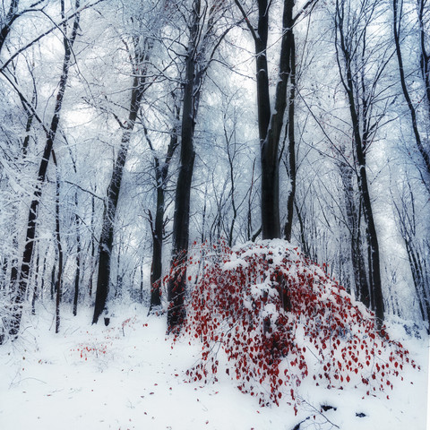 Schneebedeckte Bäume in einem Wald mit einem kleinen rotblättrigen Baum im Vordergrund, digitale Bearbeitung, lizenzfreies Stockfoto