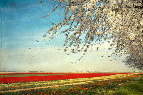 Blick auf Tulpenfelder mit blühendem Kirschbaum im Vordergrund - DWI000167
