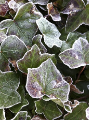 Ivy in frost - FCF000423