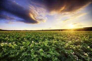Scotland, East Lothian, sunset over potato field - SMAF000245