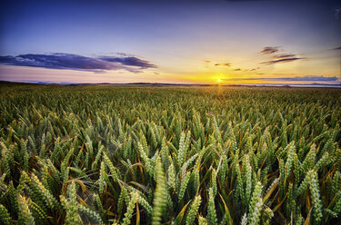 Scotland, East Lothian, sunset over wheat field - SMAF000247