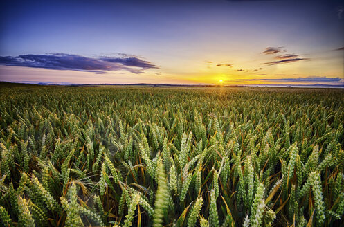 Schottland, East Lothian, Sonnenuntergang über einem Weizenfeld - SMAF000247