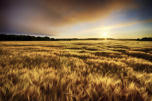 Schottland, East Lothian, Sonnenaufgang über Gerstenfeld - SMAF000248