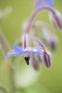 Deutschland, Blühender Borretsch, Borago officinalis - MYF000529