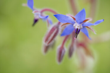 Germany, Flowering borage, Borago officinalis - MYF000530