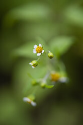 Galinsoga parviflora, Nahaufnahme - MY000531