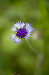 Deutschland, Blüte einer Kornblume, Centaurea cyanus - MYF000535