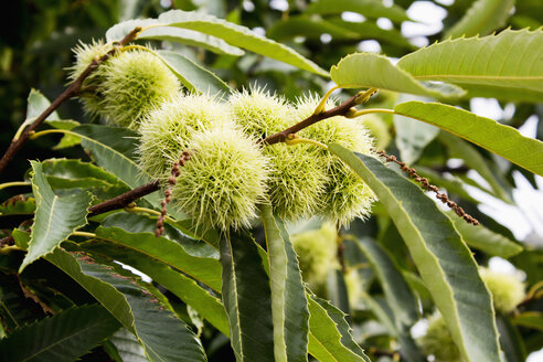 Sweet chestnut on tree - CSF022712