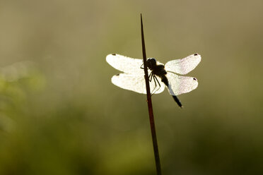 Black Darter - MJOF000655