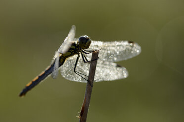 Black Darter - MJOF000646