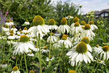 Deutschland, Weißer Sonnenhut, Echinacea purpurea alba - HLF000713