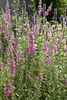 Deutschland, Blühender Blutweiderich, Lythrum salicaria - HLF000714