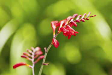 Blüten von roten Freesien, Freesia - CSF022727