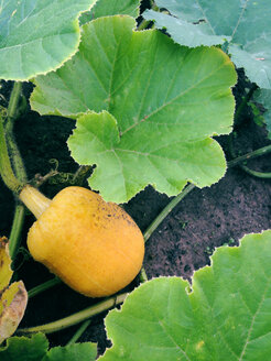 Growing pumpkins Cologne, Germany - JAWF000034