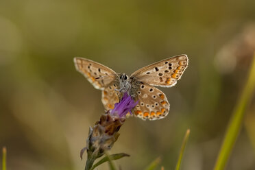 Croatia, Blue butterfly, Lycaenidae, on rockrose - PAF000789