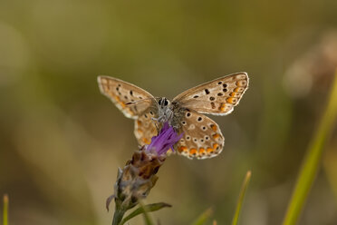 Kroatien, Blauer Schmetterling, Lycaenidae, auf Zistrose - PAF000789