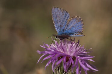 Kroatien, Blauer Schmetterling, Lycaenidae - PAF000790