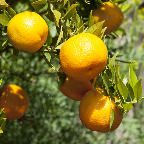 Deutschland, Nordrhein-Westfalen, Münster, Botanischer Garten, Myrtenblättriger Orangenbaum, Citrus myrtifolia, lizenzfreies Stockfoto
