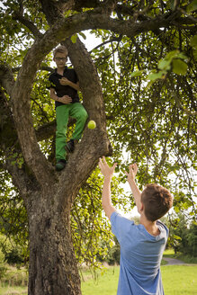 Junge wirft Apfel von einem Baum - PAF000882