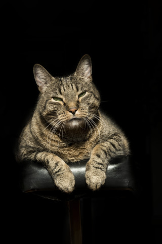 Portrait of European Shorthair relaxing on piano stock photo