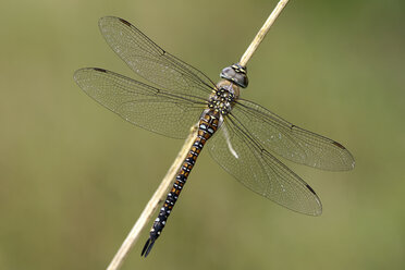 England, Migrant hawker, Aeshna mixta, close-up - MJOF000658