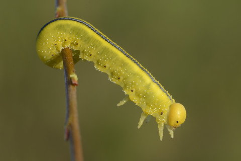 England, Weidensägewespe, Cimbex luteus, lizenzfreies Stockfoto