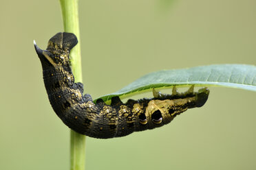 England, Elephant Hawk-moth caterpillar, Deilephila elpenor, on leaf - MJOF000662