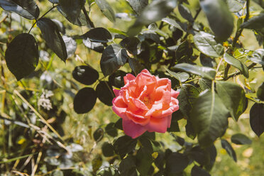 Deutschland, Nordrhein-Westfalen, Bornheim, Rose im Garten - MFF001166