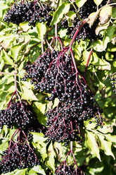 Black elderberries - CSF022737