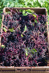 Black elderberries in a box - CSF022738