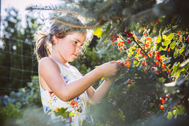 Germany, Northrhine Westphalia, Bornheim, Girl inspecting currant bushes - MFF001211