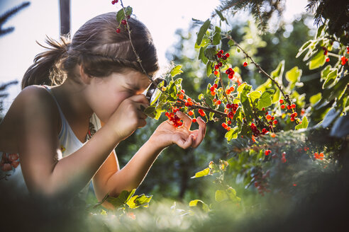 Germany, Northrhine Westphalia, Bornheim, Girl inspecting currant bushes - MFF001215