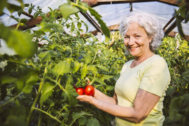 Deutschland, Nordrhein-Westfalen, Bornheim, Ältere Frau bewundert reife Tomaten im Gewächshaus - MFF001233