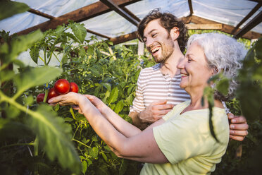 Deutschland, Nordrhein-Westfalen, Bornheim, Mann und Frau bewundern reife Tomaten im Gewächshaus - MFF001226