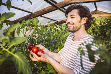 Deutschland, Nordrhein-Westfalen, Bornheim,Mittlerer erwachsener Mann bewundert reife Tomaten im Gewächshaus - MFF001227