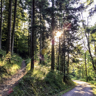 Wald und Sonnenstrahlen - DRF001095