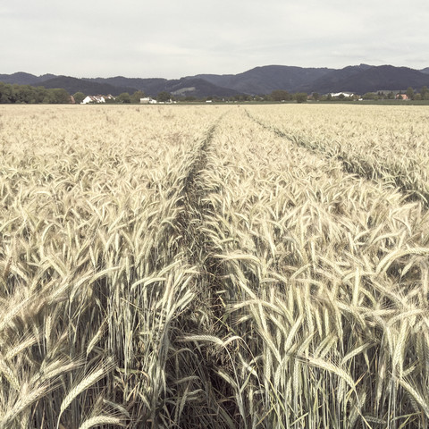 Weizenfeld, lizenzfreies Stockfoto