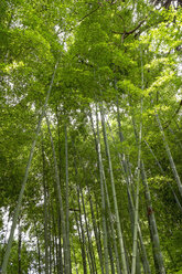 Japan, Kyoto, Bambuswald - HLF000723