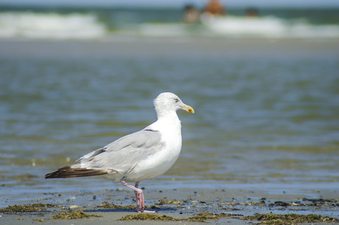 Deutschland, Niedersachsen, Ostfriesische Insel, Juist, Möwe, lizenzfreies Stockfoto