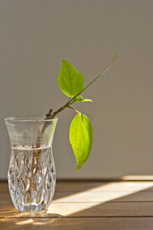 Hibiskuswurzel in einer Vase - MELF000017