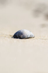 Deutschland, Niedersachsen, Ostfriesland, Spiekeroog, Muschel im Sand - ODF000803