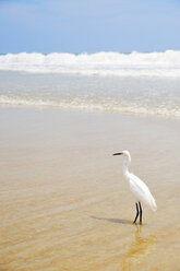 USA, Florida, Daytona Beach, Schneereiher am Strand - BRF000659