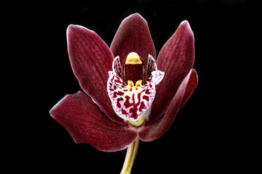 Orchidee, Cymbidium, vor schwarzem Hintergrund - MJOF000667