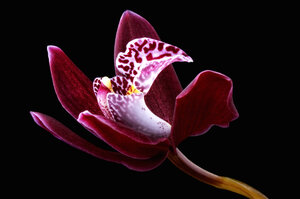 Orchidee, Cymbidium, vor schwarzem Hintergrund - MJOF000668