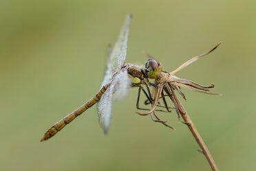 Gemeine Keiljungfer, Sympetrum striolatum - MJOF000673