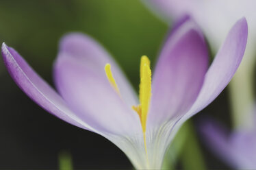 Crocus - MJOF000674