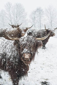 Austria, Salzburg State, Altenmarkt-Zauchensee, highland cattles in snow drift - HHF004892